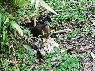 Chiriqui Quail-Dove | Zentrygon chiriquensis Arenal Observat… | Flickr