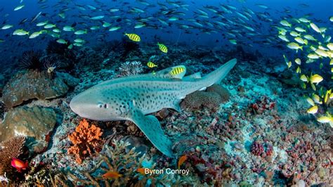 Raa Atoll Maldives, a Scuba Divers Paradise