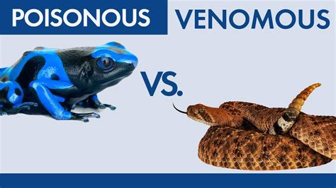 What's the Difference Between Venomous and Poisonous?