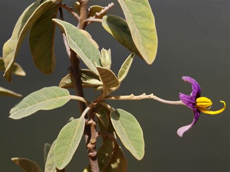 Flower Gallery :: Solanaceae :: D80A3946