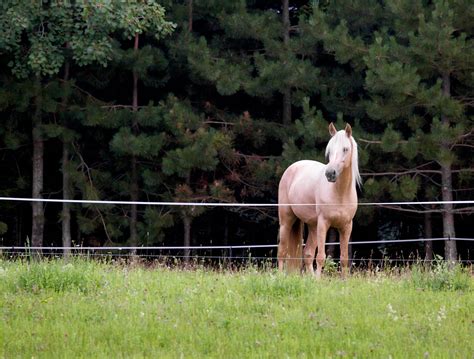 Electric Fence Safety for Horses