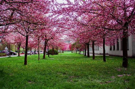 1000+ Amazing Flower Garden Photos · Pexels · Free Stock Photos