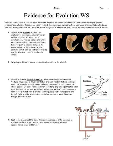 Evidence Of Evolution Worksheet – Englishworksheet.my.id