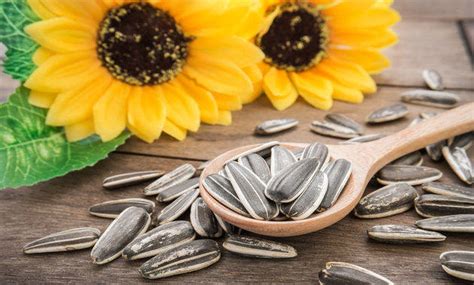 6 Amazing Health Benefits Of Sunflower Seeds - Tata 1mg Capsules