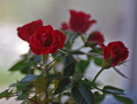 Miniature red roses | momboleum | Flickr