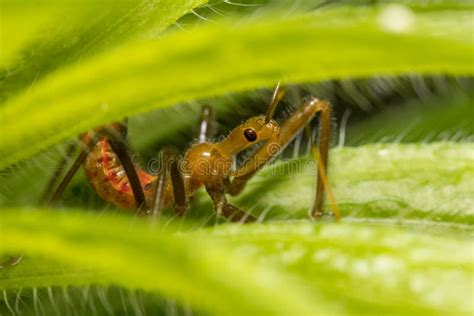 Closeup of Wheel Bug Nymph. Stock Photo - Image of pronotum, wildflower ...