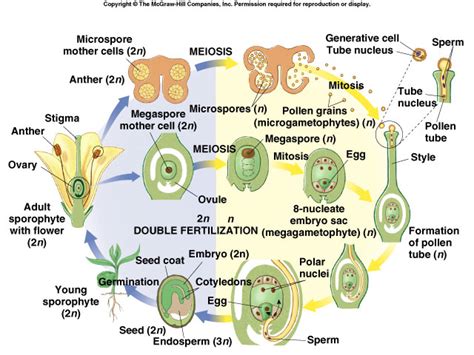 Alternation Of Generations Moss