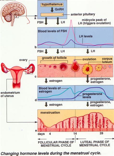 FEMALE HORMONES - NATURAL CURE FOR IMBALANCE & MENOPAUSE | hubpages