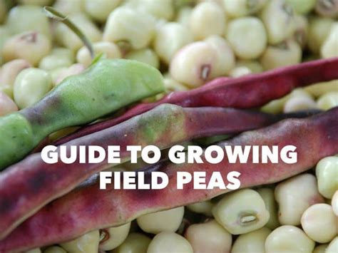 Guide To Growing Southern (Field) Peas - Gardening Channel