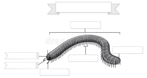 Millipede Labelled Diagram