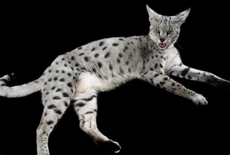 Savannah Cat - Size,Diet,Temperament,Price. | Savannah cat, Savannah ...