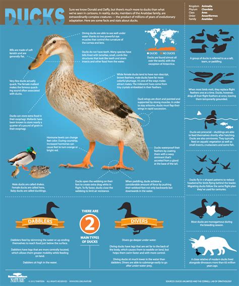 An Original DUCKumentary ~ Infographic: All About Ducks | Nature | PBS | Duck farming, Duck ...