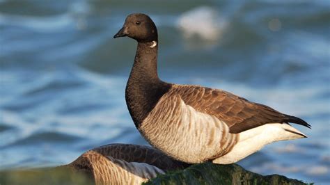 Brant | Audubon Field Guide