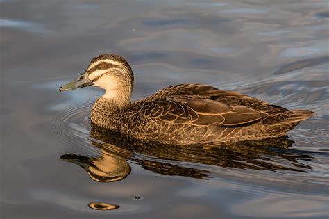 Australian Ducks - Australia's Wonderful Birds