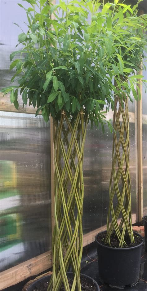 Braided Harlequin Willow Tree Kit WK-H24 - Willows Nursery