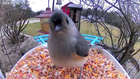 CAT TV, BIRD SOUNDS, BIRD FEEDER CAM - YouTube