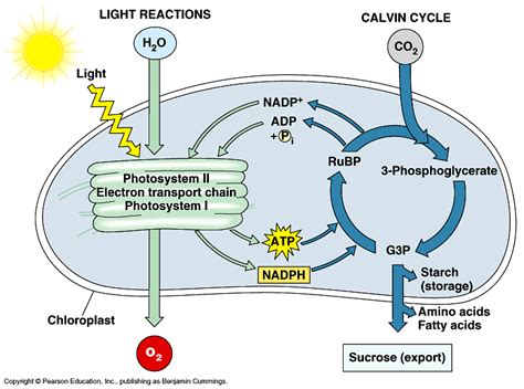 Photosynthesis: Definition, photosynthetic pigments, stage of light and ...