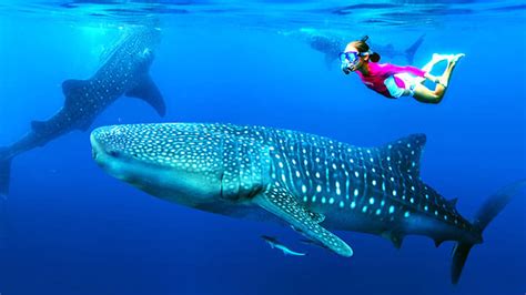 Moalboal Snorkeling | Philippines