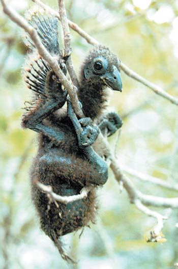 The Hoatzin | Animals beautiful, Animal facts, Beautiful birds