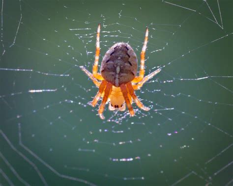 European garden spider | European garden spider (Araneus dia… | Flickr