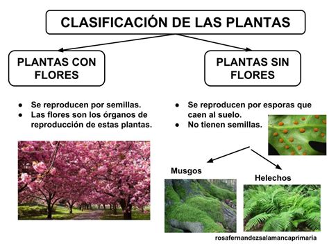 Maestra de Primaria: El Reino Animal y el Reino de las plantas. Esquemas de N… | Clasificación ...