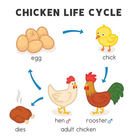 chicken life cycle diagram chart in science subject kawaii doodle ...