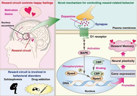 New protein function could be key to treatment of drug addiction and behavioral disorders