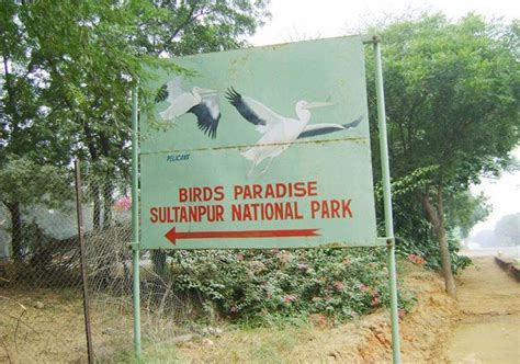 47 birds die in Sultanpur National Park, visitors barred for a week | India News – India TV