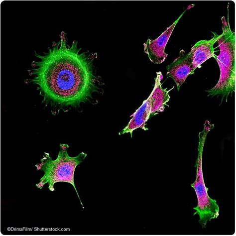 Sample Preparation for Fluorescence Microscopy