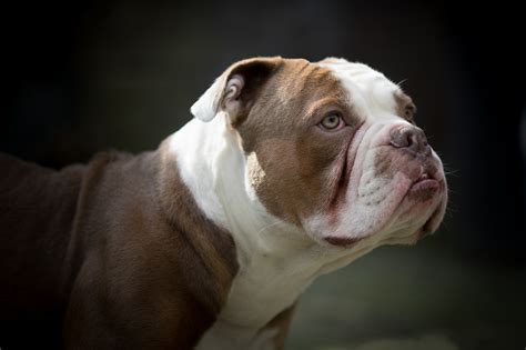 Download Dog Animal Bulldog 4k Ultra HD Wallpaper