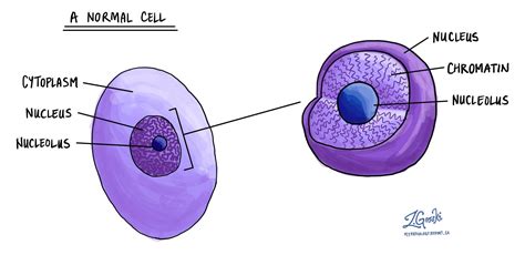 Chromatin In A Cell Model