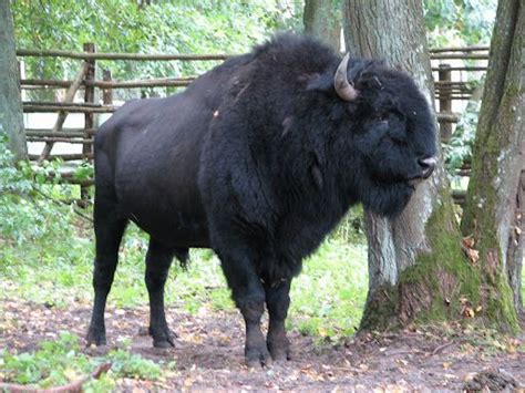 Pin by Tina on Buffalo and Bison Breeds #1 | Amazing animal pictures ...