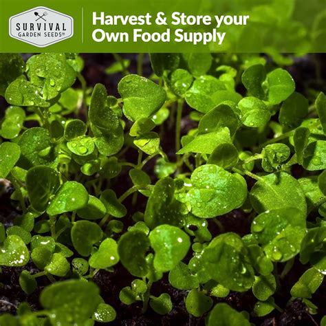 Watercress Seeds for Planting - SurvivalGardenSeeds