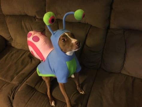 New Gary the Snail Dog costume xs to xl in 2023 | Dog and owner ...