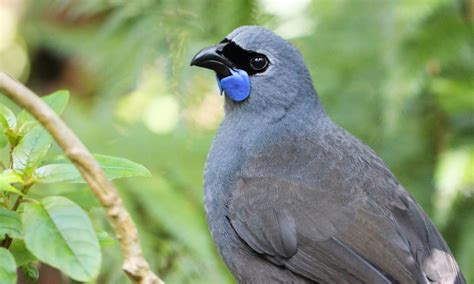 Kōkako Crowned Bird of the Year | Forest and Bird