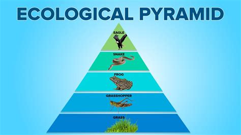 The Pyramid Of Energy In An Ecosystem