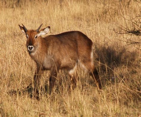 Tanzania, the antelopes – Robert of Arabia