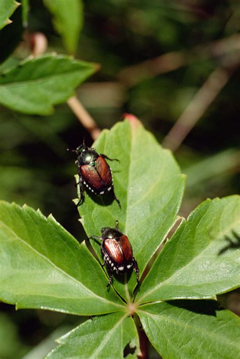 Controlling Beetles in Vegetable Garden Soil