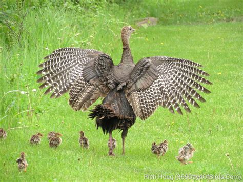 Day 130: Wild Turkey and Chicks Photo | 365 Days of Birds