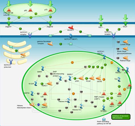 Development - Notch Signaling Pathway Pathway Map - PrimePCR | Life Science | Bio-Rad