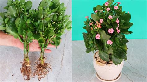 How to propagate Kalanchoe plants quickly for rooting for beginner ...