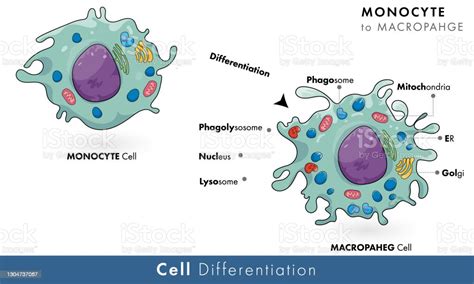 Differentiation Of Monocyte Into Macrophage Vector Illustartion Stock Illustration - Download ...