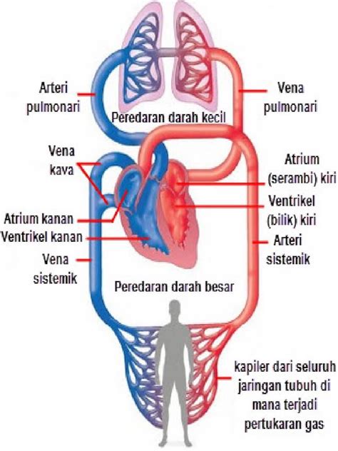 Manusia Memiliki Sistem Peredaran Darah - Homecare24