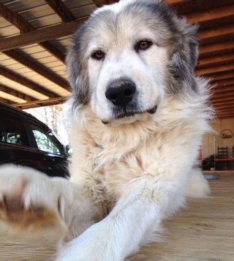 14 Great Pyrenees Mixed Breeds: Massive, Majestic Mixes! | Great pyrenees dog, Great pyrenees ...