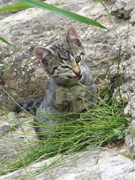 Mengapa Kucing Makan Rumput 2 - EtIndonesia