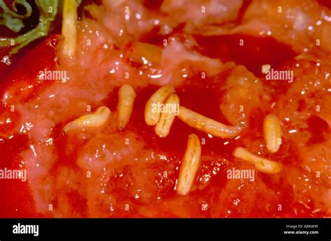 Fruit Fly Larvae Stages