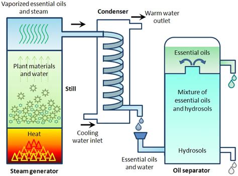 Essential Oils: Extraction, Bioactivities, and Their Uses for Food Preservation - Tongnuanchan ...