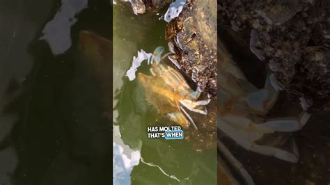 Blue Crab Mating 👀 #chesapeakebay #crab #bluecrab - YouTube