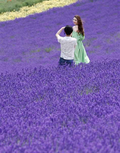 Lavender fields in Hokkaido's Furano in full bloom