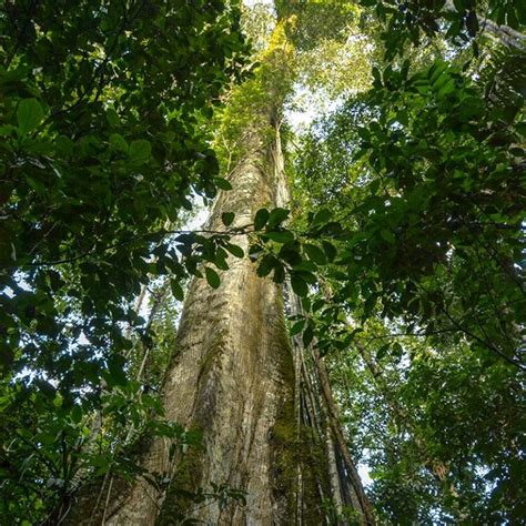 Yasuni National Park - Endangered Ecosystems - Endangered Wonders